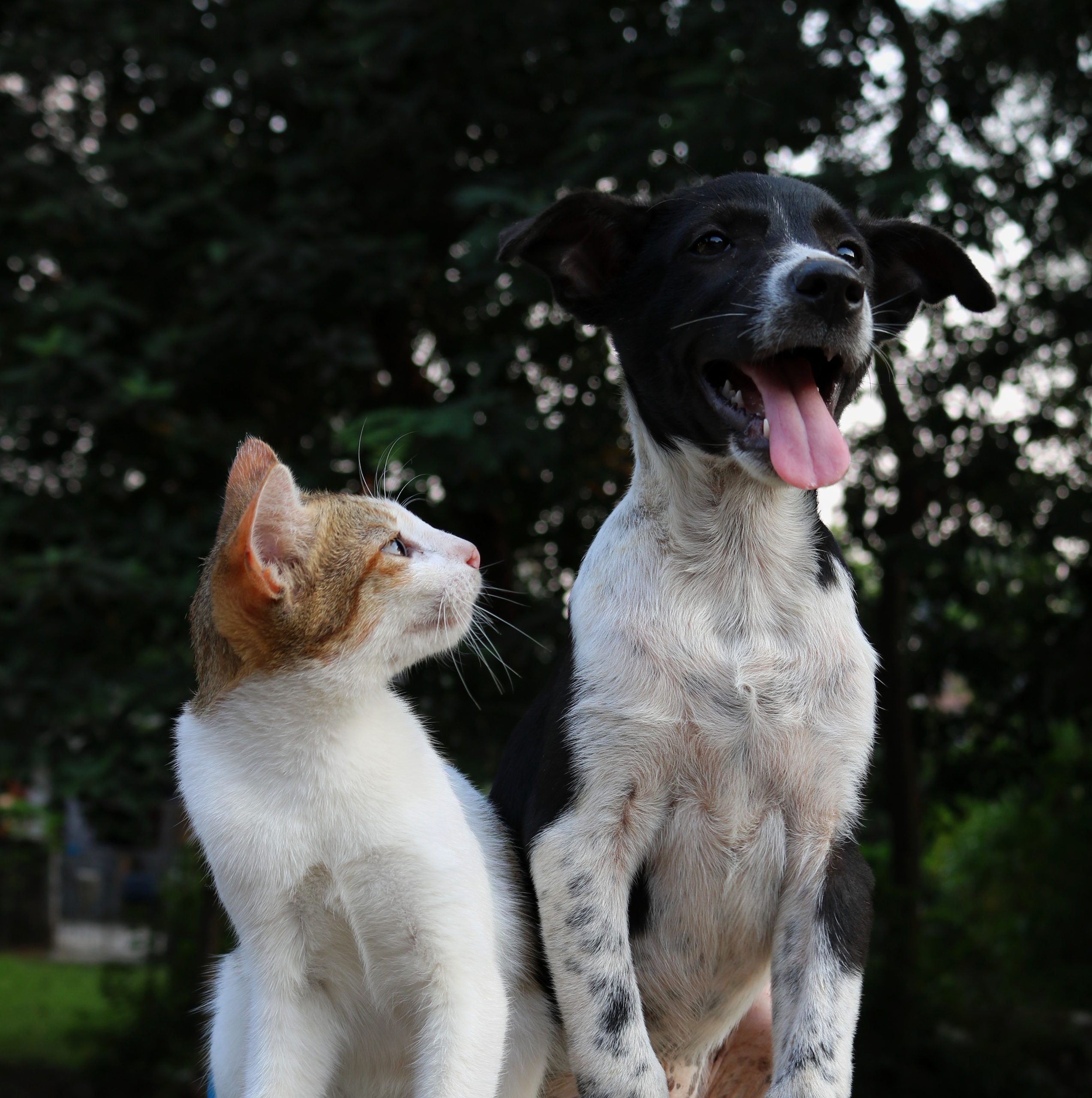 dog-and-cat-by-anusha-barwa